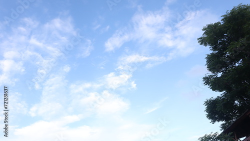 Tree blue sky, tree top against blue sky on a sunny day. Nature Indonesia