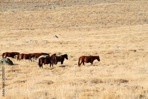 wild horses in the steppes © Kybele