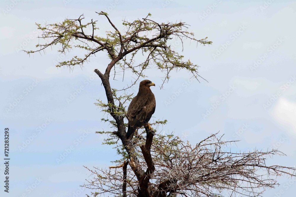 Twyne Eagle high up in a tree in Namibia