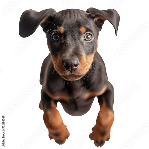 doberman pup jumping in the studio