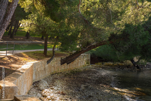A coastal wall built around already growing pine trees. Kasteja Forest Park - Park Suma Kasteja - in Medulin, Istria, Croatia. December