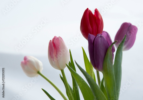 Fototapeta Naklejka Na Ścianę i Meble -  pink and white tulips