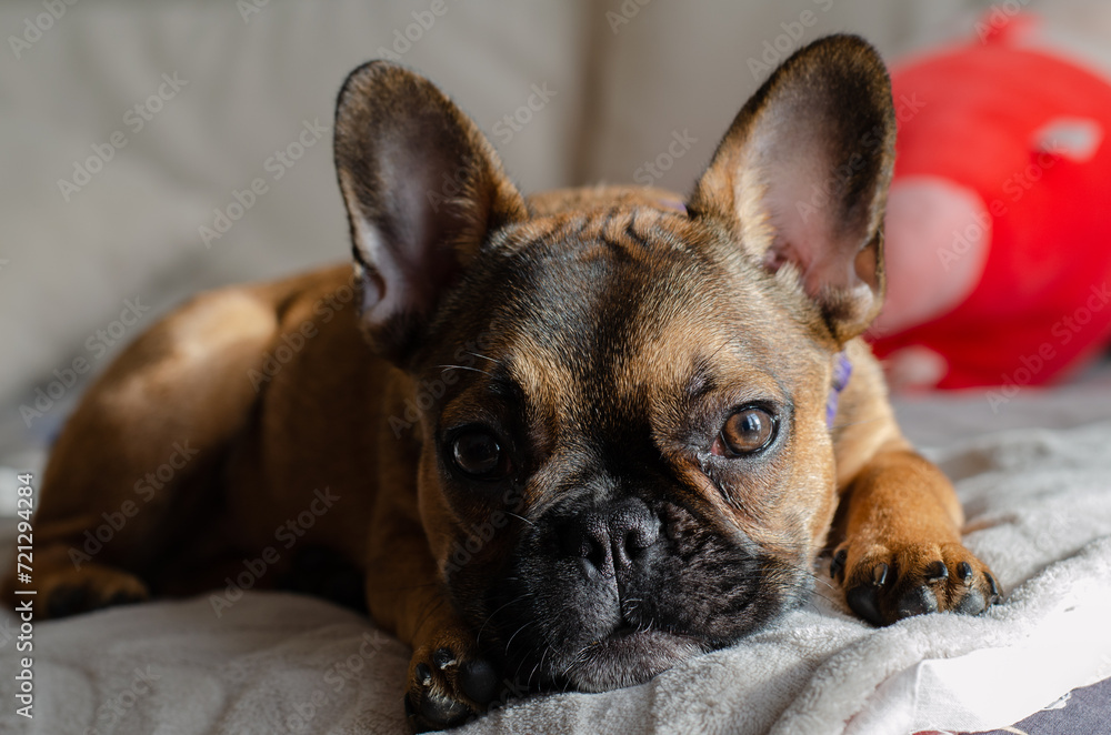 Obraz premium French bulldog. Decorative dog. Fighting, hunting dog. Pet. Clothes for the animal.