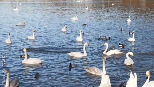Flock of swans and waterfowl swimming in the lake