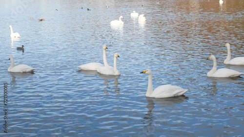 Flock of swans and waterfowl swimming in the lake