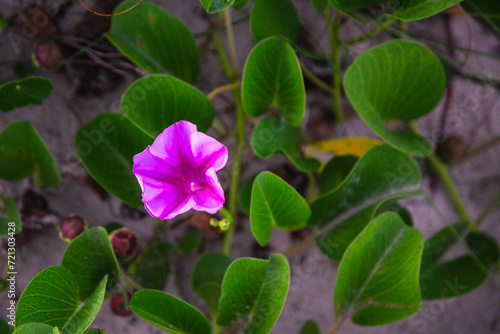 Pink flower on the sand dunes