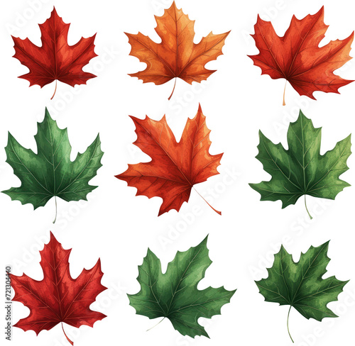 Maple leaves transparent background PNG clipart photo