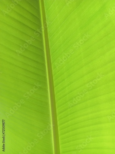 banana leaf texture