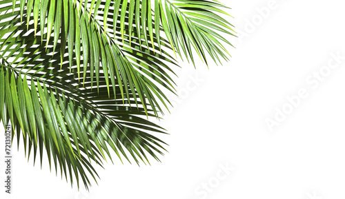 Green palm leaves realistic corner layout on transparent backgrounds 3d illustrations png photo