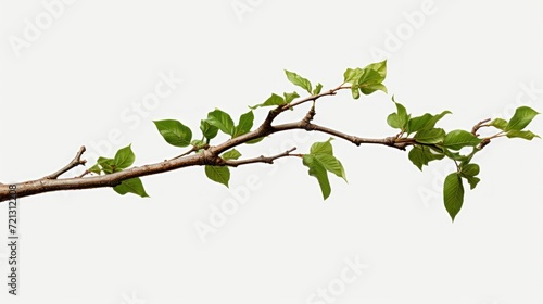 Green Tree Branch Isolated UHD Wallpaper