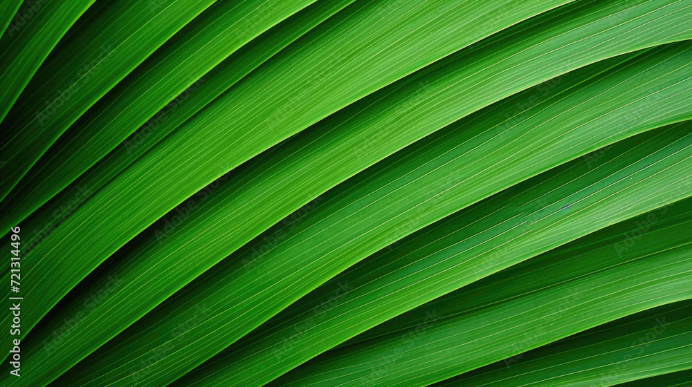 Green palm leaf texture background. Close up of tropical palm leaf . Green palm leaf texture background. Close up of tropical palm leaf .