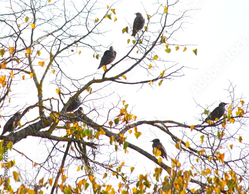 Stars,Singvogel auf der Reise.