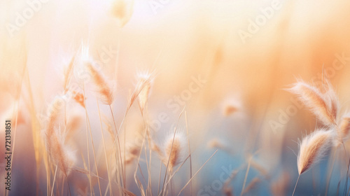 Grass flower meadow in the morning light, soft focus background