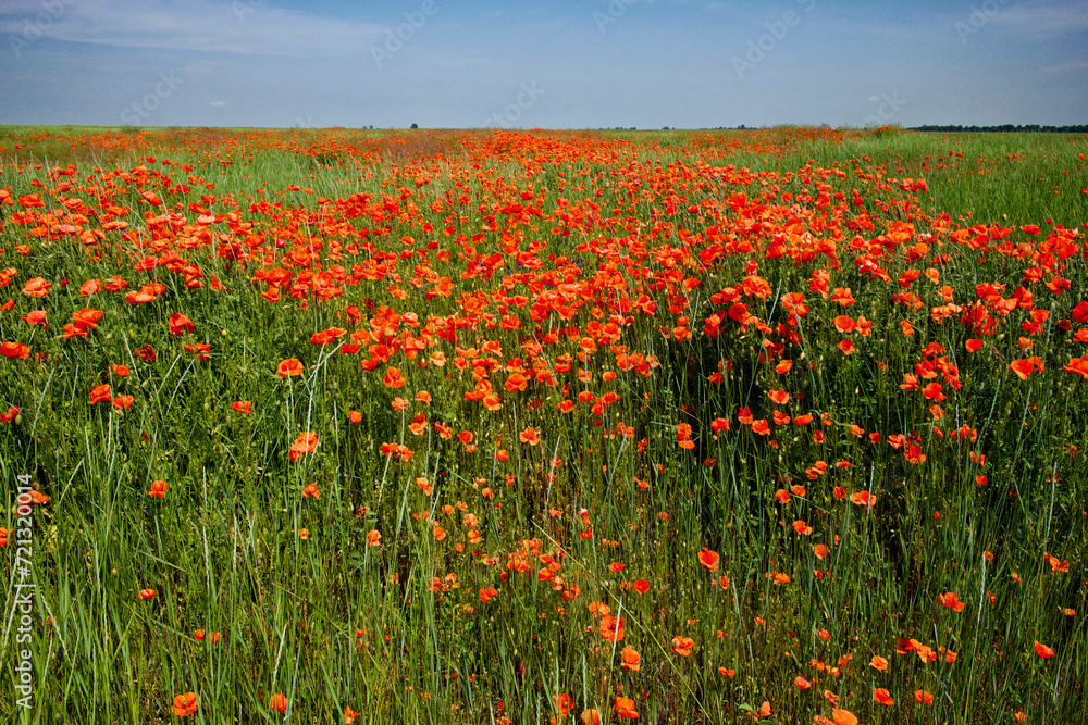 Red poppy flowers fill the frame, with a clear sky backdrop.