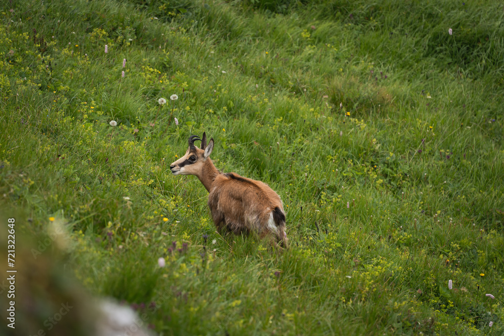 Artiodactyl chamois in the Polish Tatras on green grass. Artiodactyl chamois in the Polish Tatras on green grass.