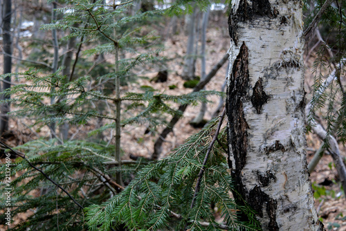 tree trunk in the forest