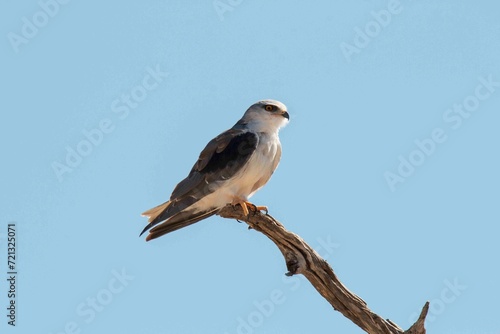 Black-winged Kite high up on a old tree branch in Namibia