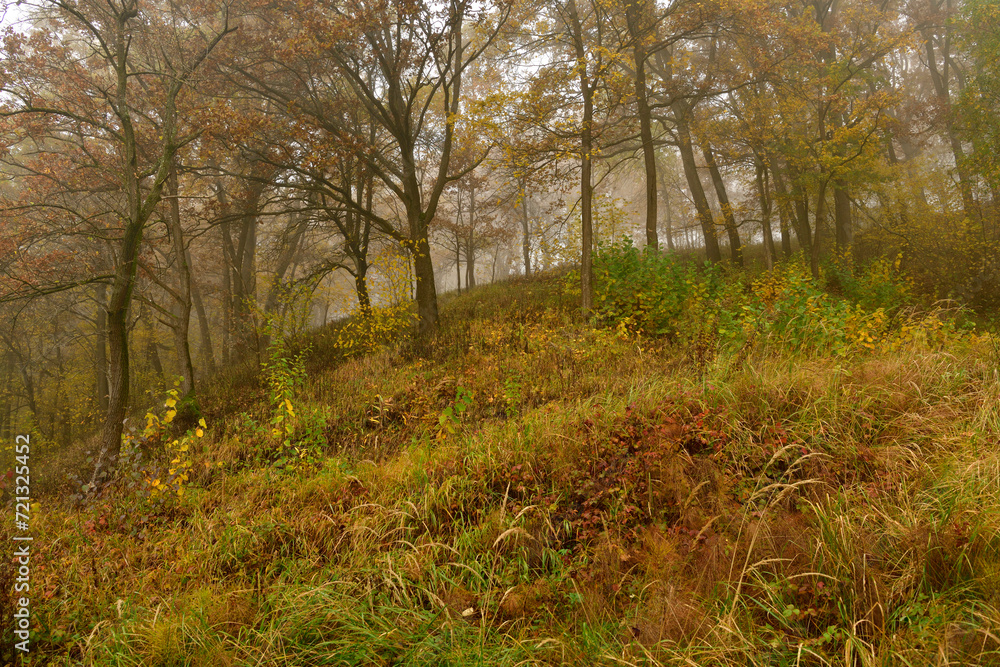 A path through the forest in autumn color leaves