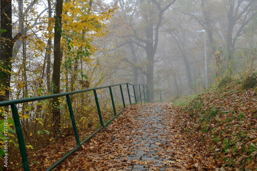 A path through the forest in autumn color leaves