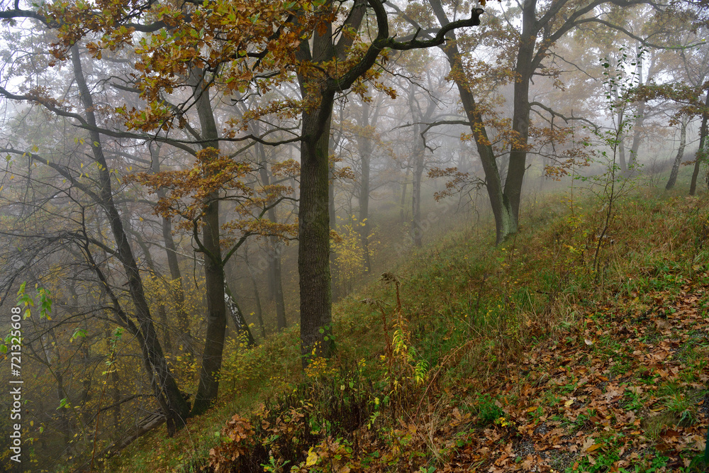 A colorful autumn forest with leaves immersed in the morning mist