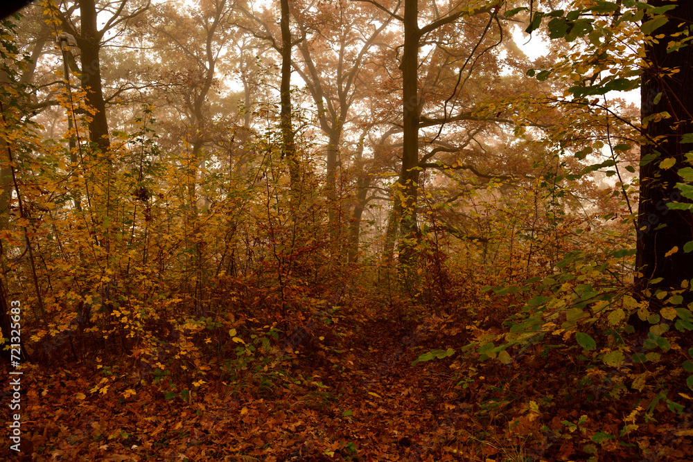 A path through the forest in autumn color leaves