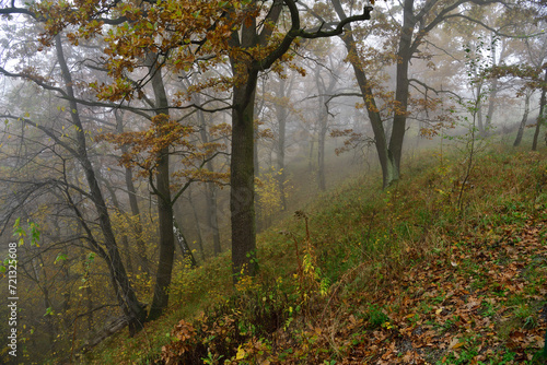 Obraz na płótnie A colorful autumn forest with leaves immersed in the morning mist w salonie