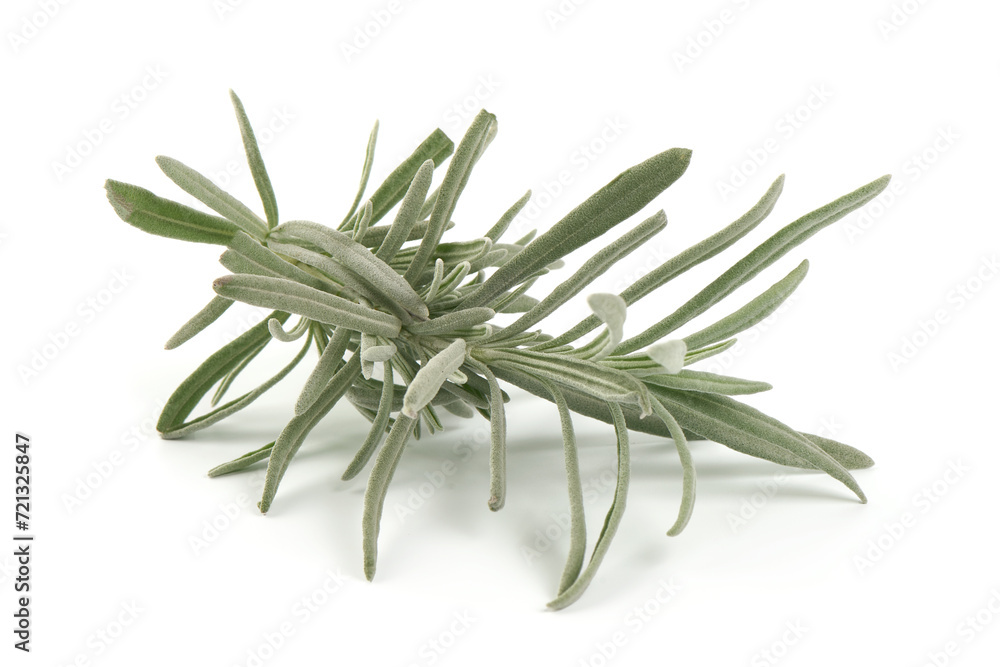 Fototapeta premium Lavender twig spice, isolated on white background.
