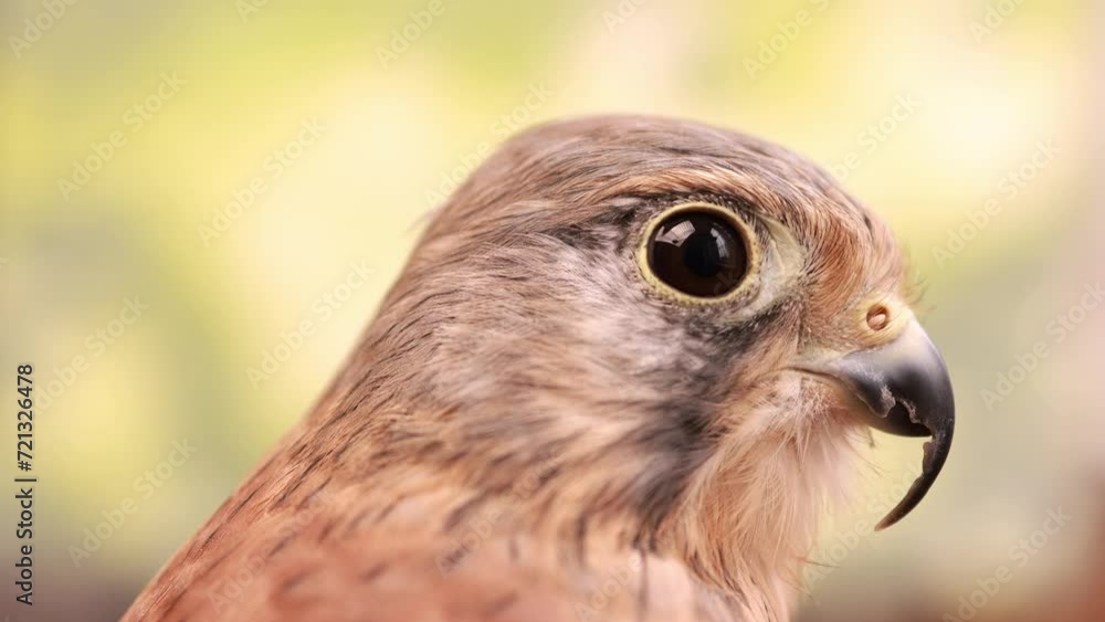 Close-up portrait of a falcon. Slow motion. Close-up portrait of a falcon. Slow motion.