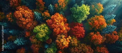 An enchanting autumn scene with vibrant forest treetops and glowing colors, seen from above on a sunny day.