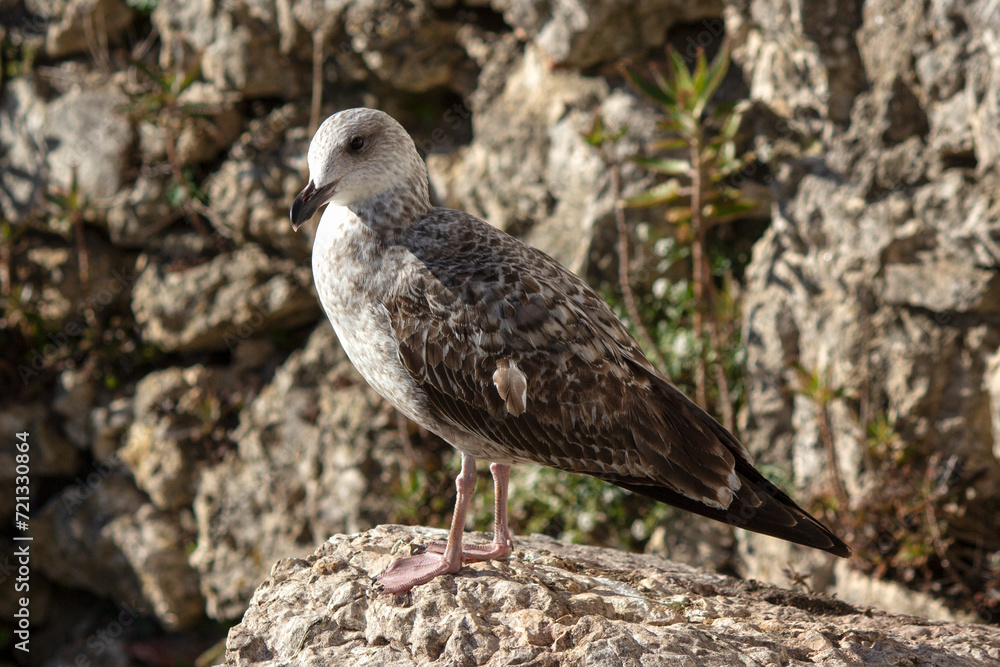 Seagull perched on a rock observing the landscape