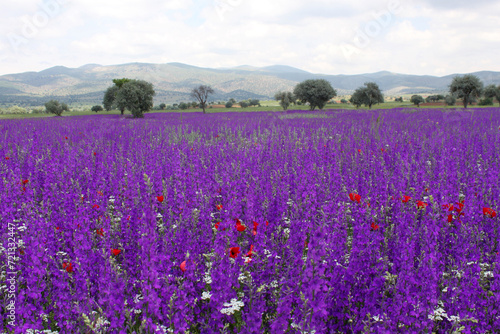 Purple flowers blooming in spring