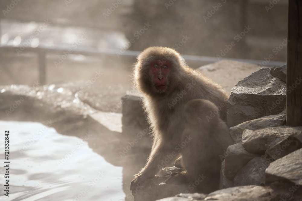 Naklejka premium Japanese Snow monkey family by hot spring at sunset in Jigokudani