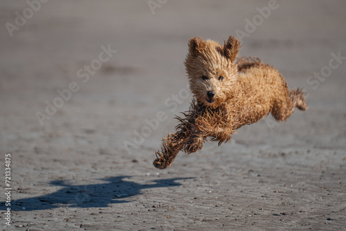 miniature poodle on the beach in ireland © thorsten