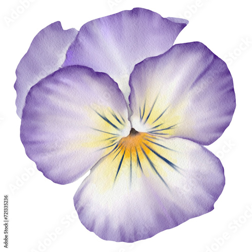 Watercolor purple  flower © TONGMONG Draw