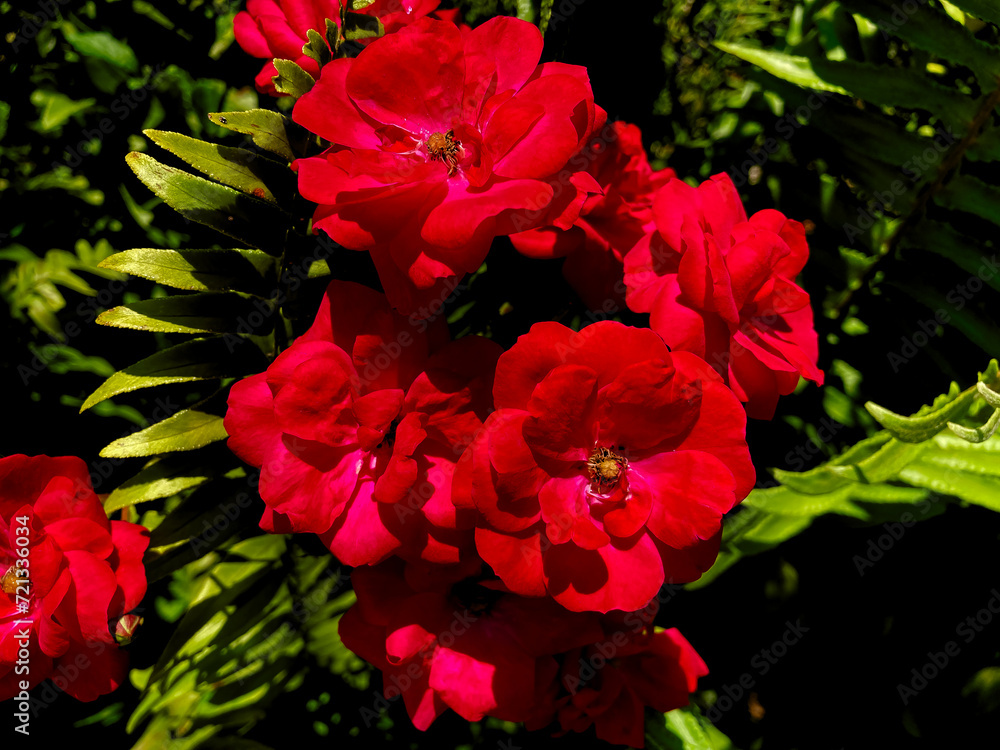 Red rose bush 