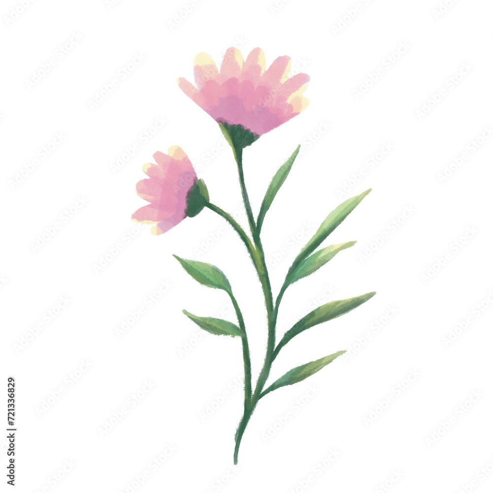 watercolor pink wild flowers isolated