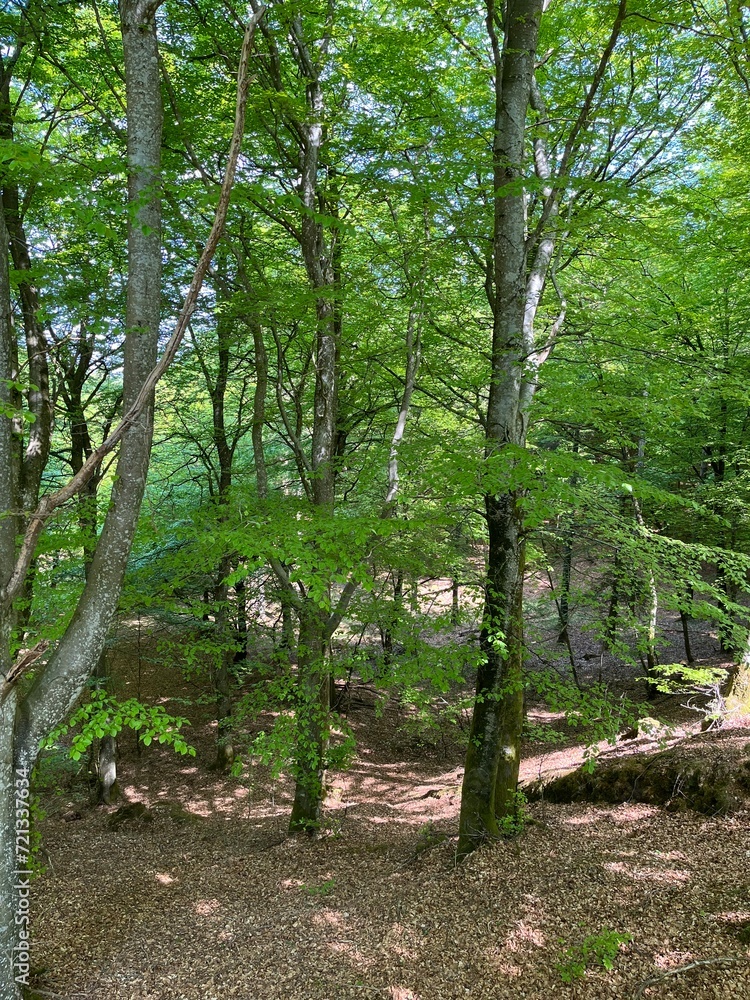 spring in the forest spring in the forest