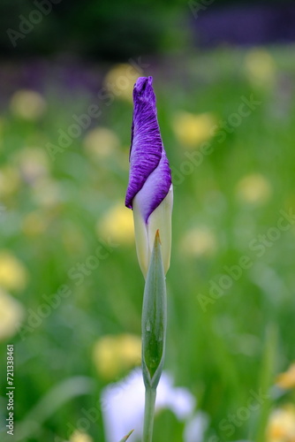 花菖蒲のつぼみ