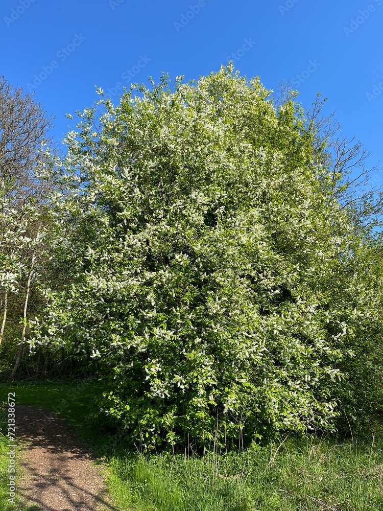 Obraz premium tree in spring