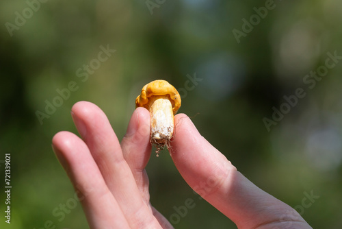 Fresh small Cantharellus mushroom in a man's hand close-up photo