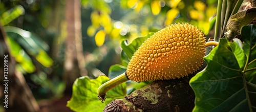 Captivating Image of a Vibrant Young Jackfruit in a Lush Garden - Young Jackfruit Thriving in the Blissful Garden Environment photo