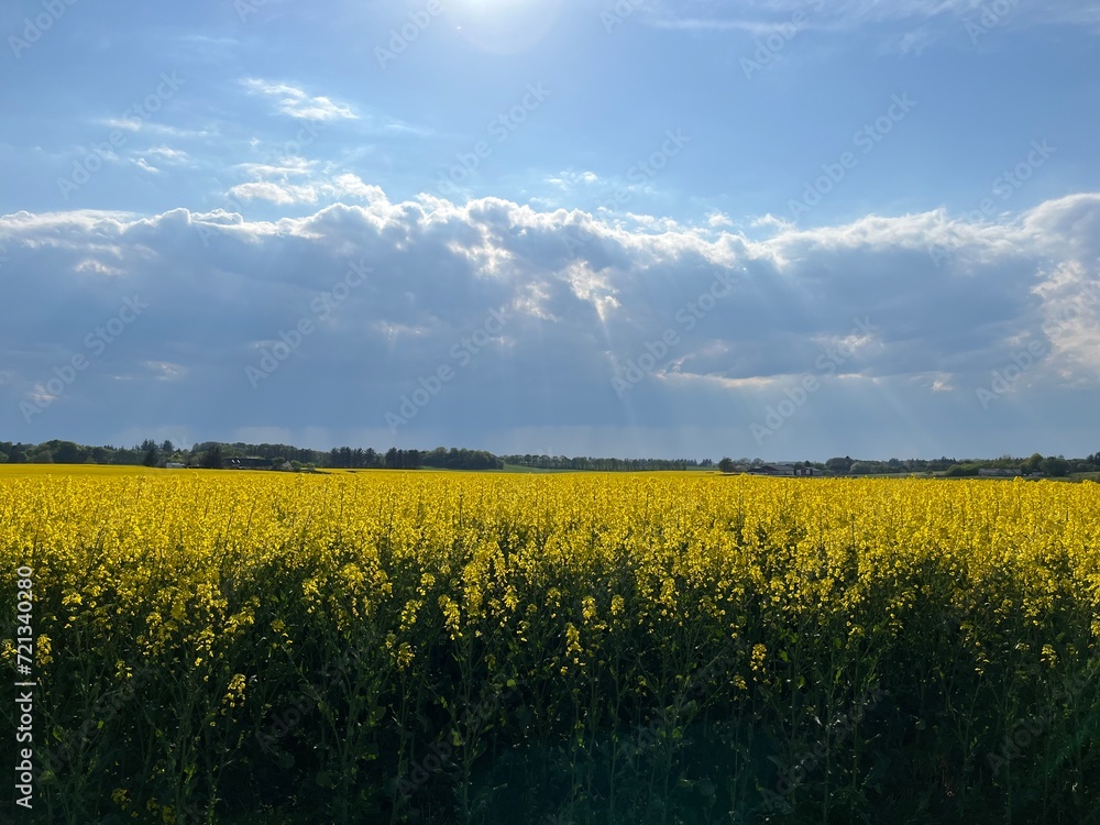 Obraz premium rapeseed field and sky