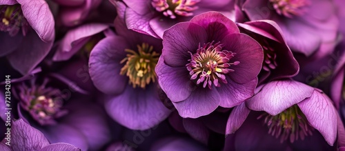 Captivating Outdoors: Vibrant Purple Helleborus Flowers Embrace the Serene Beauty of Nature photo