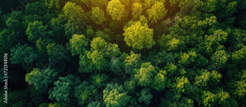 Drone captures stunning aerial view of nature and forests during sunrise or sunset in summer. photo