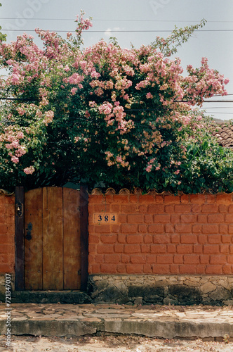 pink flowers over the wall