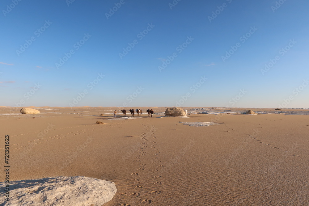 Camel Caravan with men trekking and hiking through the western desert in Egypt n Bahariya oasis Camel Caravan with men trekking and hiking through the western desert in Egypt n Bahariya oasis