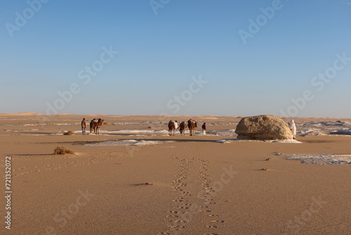 Camel Caravan with men trekking and hiking through the western desert in Egypt n Bahariya oasis