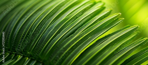 A Serene Sight in Nature  Beautiful Green Leaf of the Cycas Palm