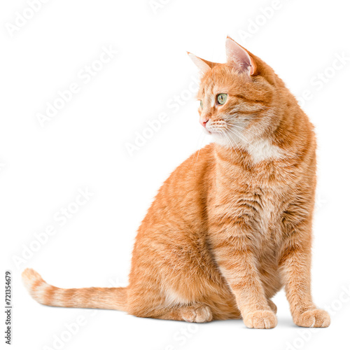 ginger cat sits and looks away, on a white isolated background photo