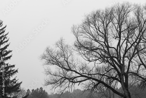 black and white depiction of bare deciduous trees in near silhouette on a fog filled afternoon in January